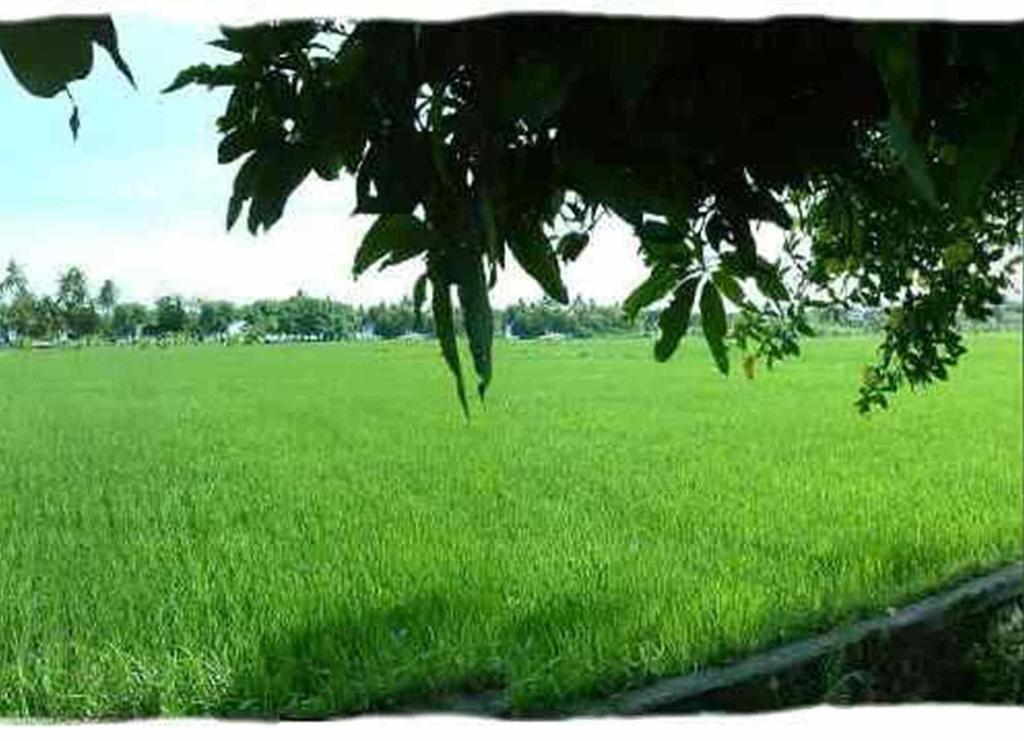 Sawah Lovina Hotel Kültér fotó